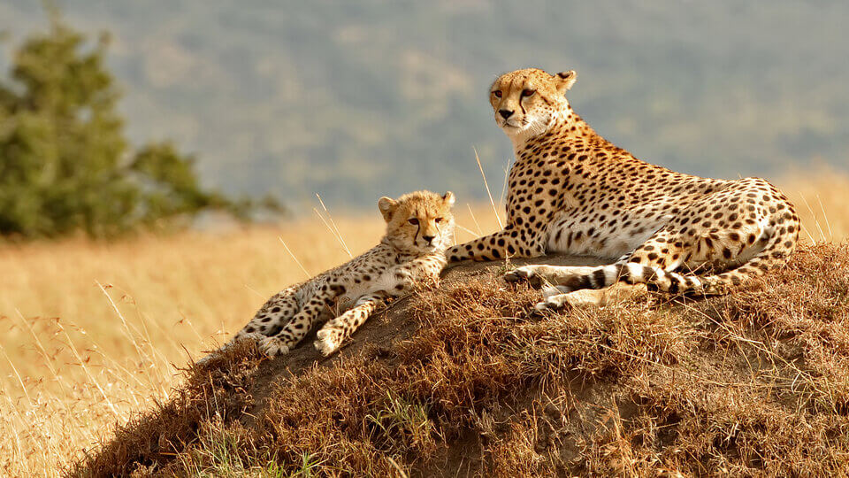 The Maasai Mara National Reserve