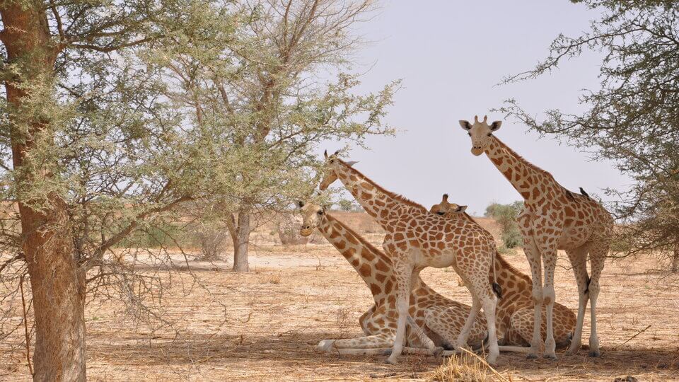 Yankari National Park